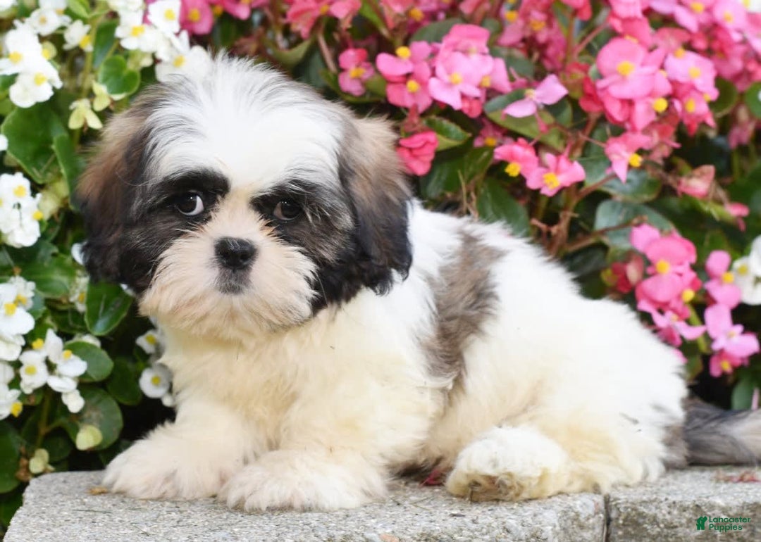Shih Tzu dogs for sale: Denver - Image 1