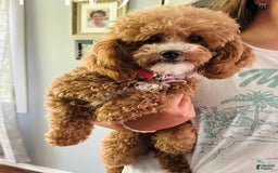 Miniature Poodle dogs for sale: Creme boy - Image 7