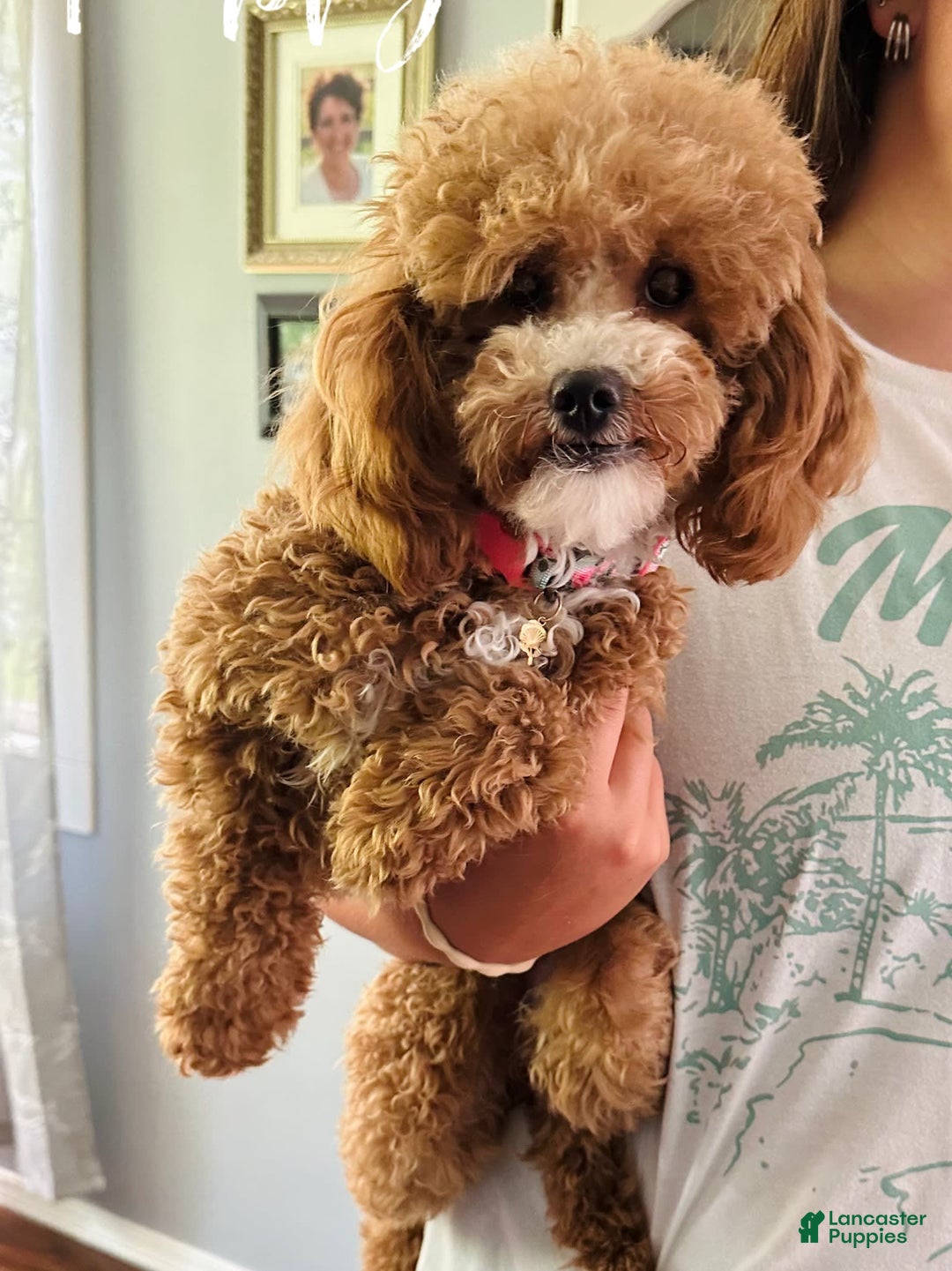 Miniature Poodle dogs for sale: Creme boy - Image 7