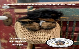 Mini Bernedoodle dogs for sale: Aelas White Boy - Image 8
