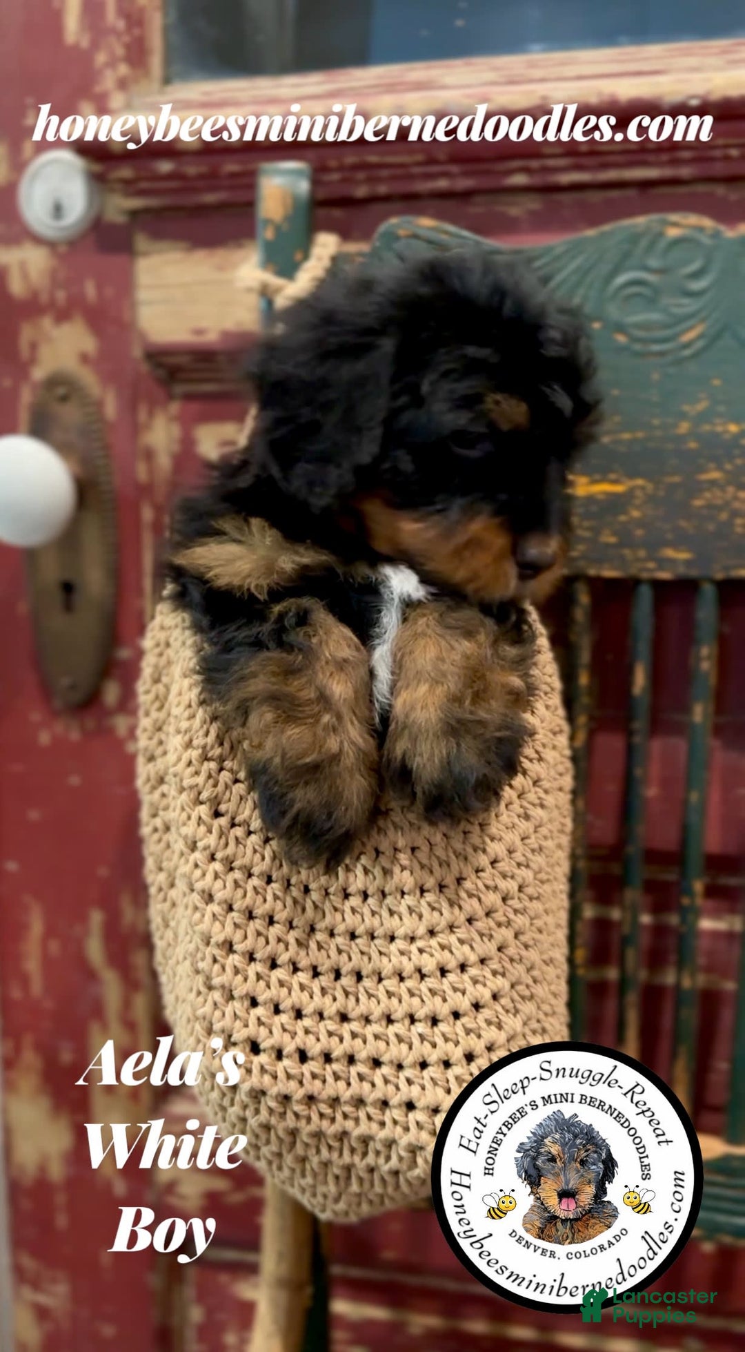Mini Bernedoodle dogs for sale: Aelas White Boy - Image 8