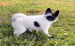 Pomsky dogs for sale: Sweet Girlie - Image 4