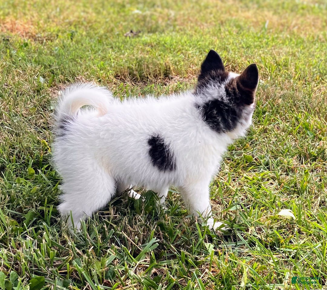 Pomsky dogs for sale: Sweet Girlie - Image 4