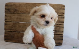 Teddy Bear dogs for sale: Katy - Image 8