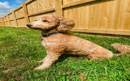 Mini Goldendoodle dogs for sale: Cooper - Image 18