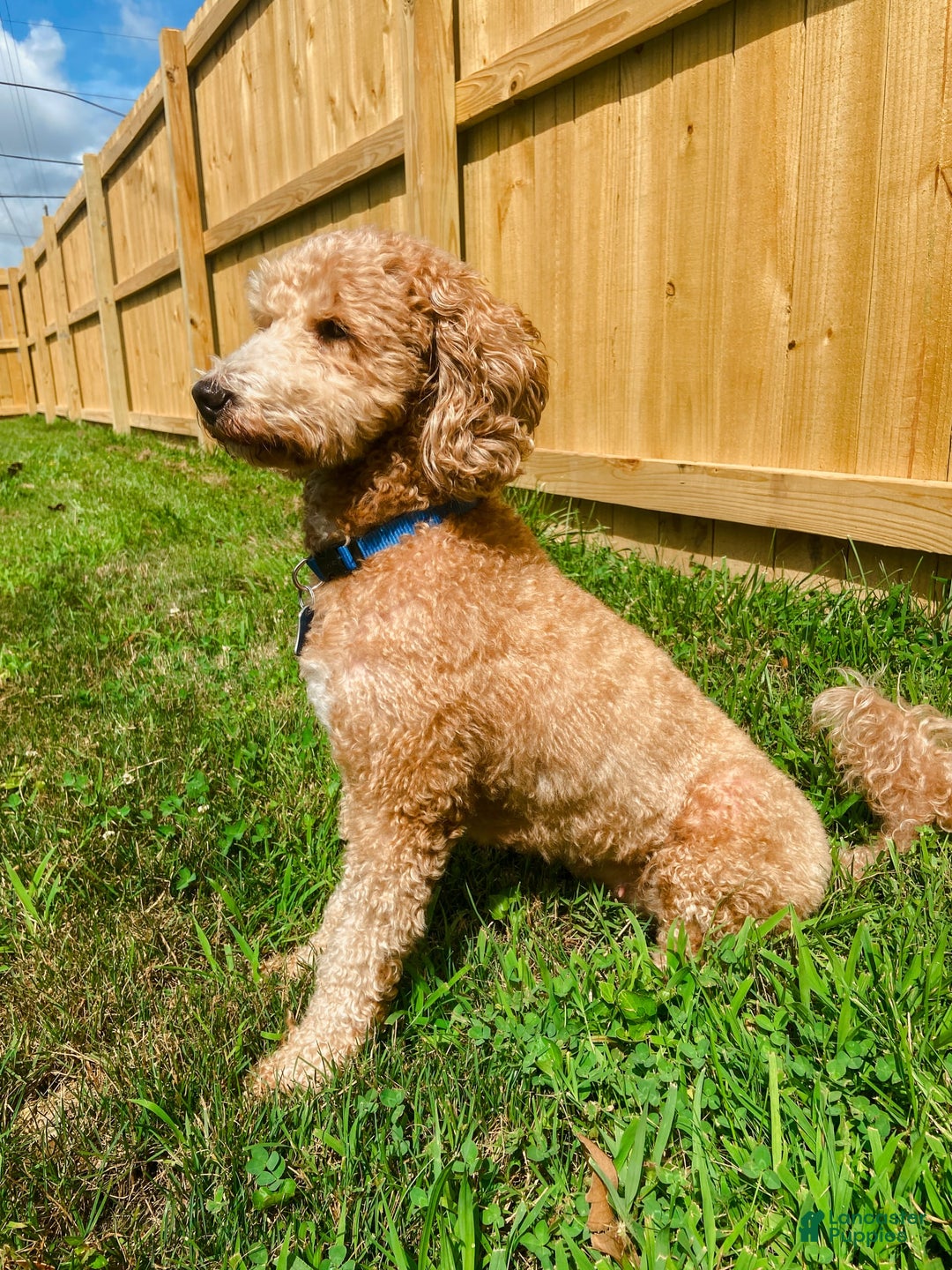 Mini Goldendoodle dogs for sale: Cooper - Image 18