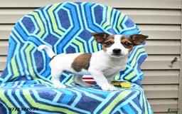 Jack Russell Terrier dogs for sale: Isabelle - Image 2