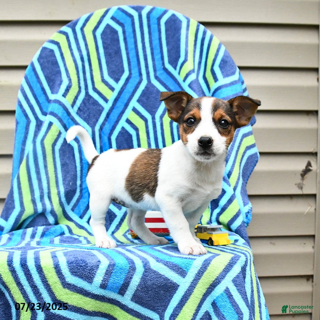Jack Russell Terrier dogs for sale: Isabelle - Image 2