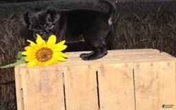 Pug dogs for sale: Princess - Image 2