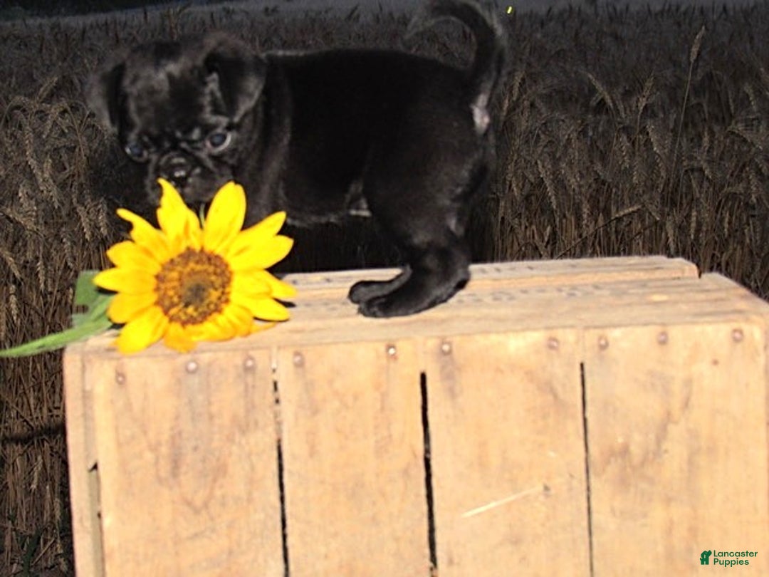 Pug dogs for sale: Princess - Image 2