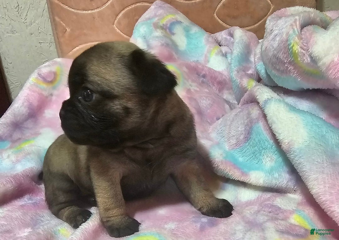 Pug dogs for sale: Candy - Image 9