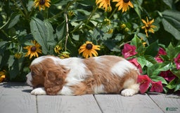 Cavalier King Charles Spaniel dogs for sale: Buster - Image 5