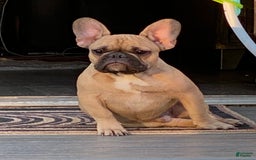 French Bulldog dogs for sale: Colonel - Image 1