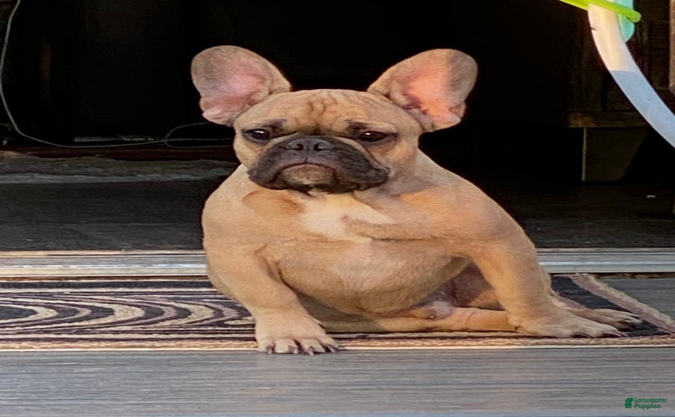 French Bulldog dogs for sale - Ad 2