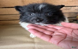 Pomeranian dogs for sale: Abby - Image 9
