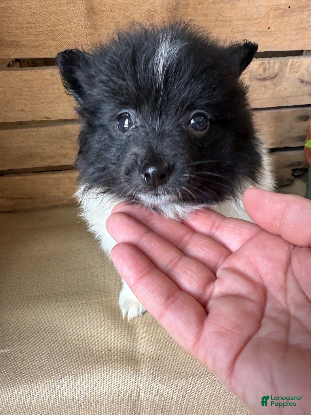 Pomeranian dogs for sale: Abby - Image 9