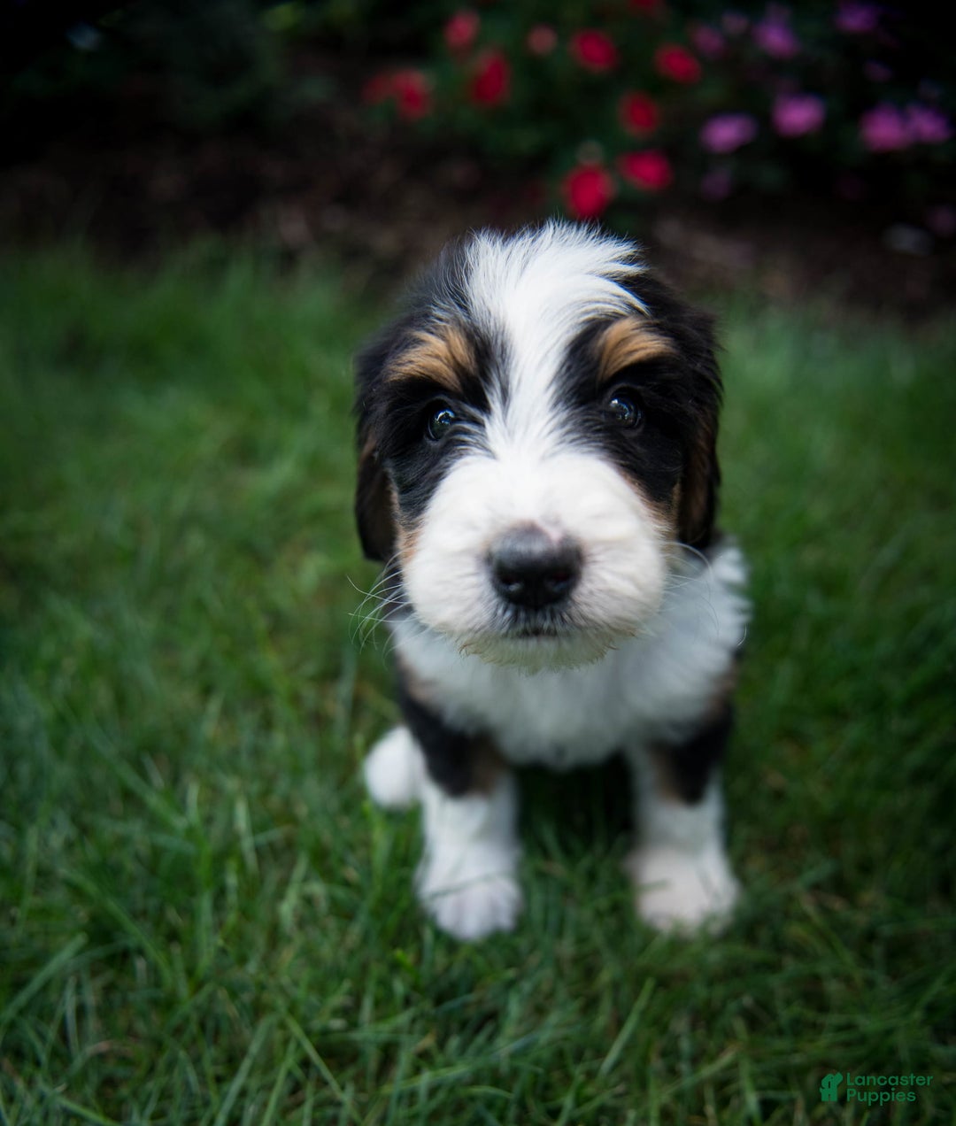 Bernedoodle dogs for sale: Ranger - Image 21