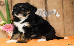 Bernedoodle dogs for sale: Delores - Image 7