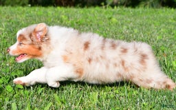 Australian Shepherd dogs for sale: Diesel - Image 10