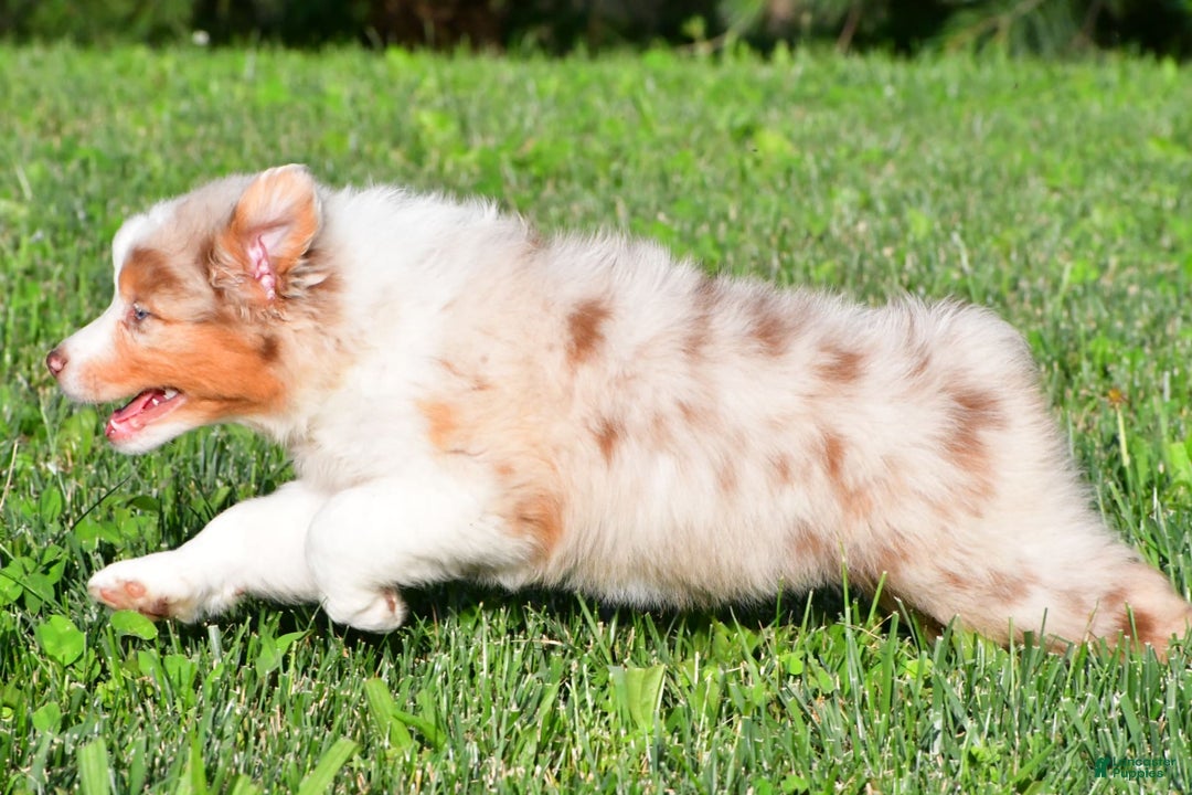 Australian Shepherd dogs for sale: Diesel - Image 10