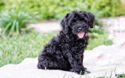 Portuguese Water Dog dogs for sale: Portuguese Water Dog 5 puppies - Image 8