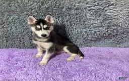 Siberian Husky dogs for sale: Lassie - Image 1