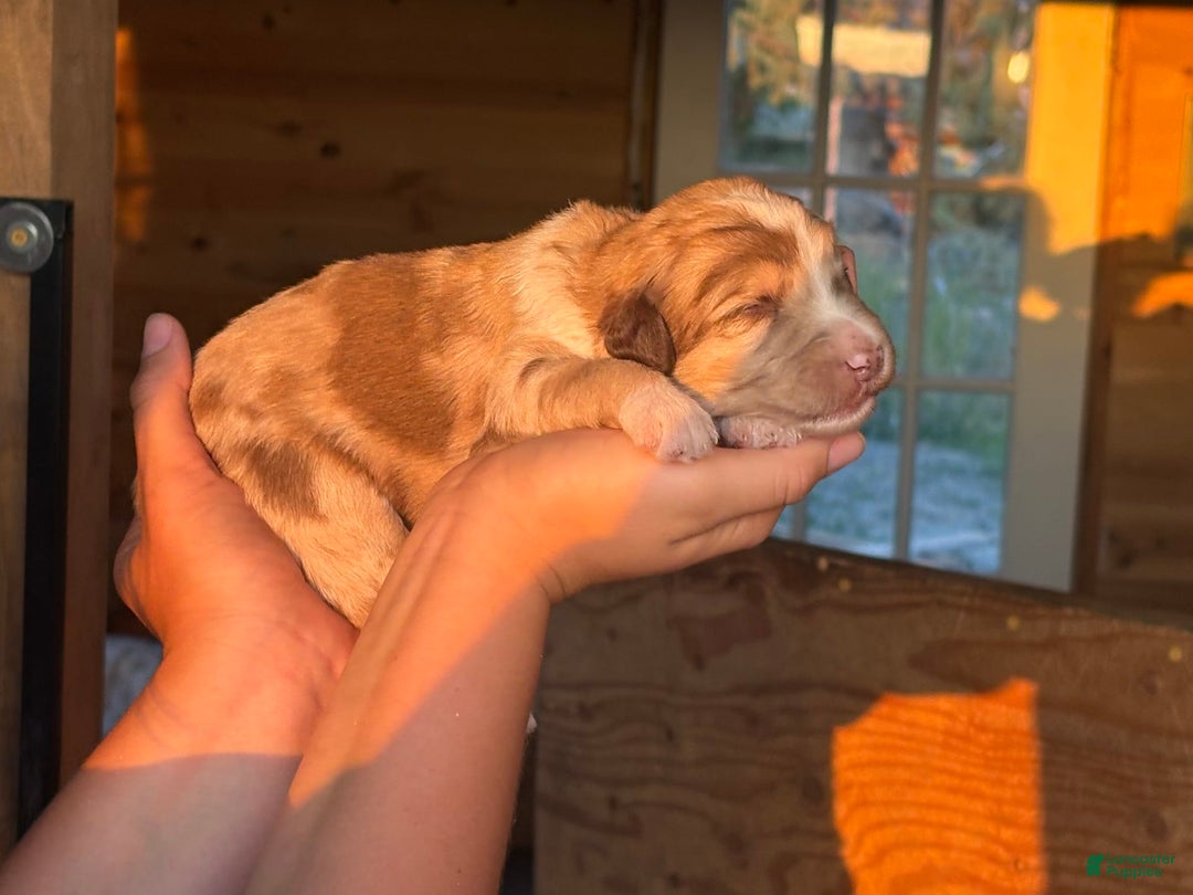 Aussiedoodle dogs for sale: Dolly - Image 2