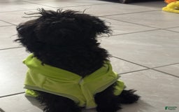 Miniature Poodle dogs for sale: Panchito - Image 3