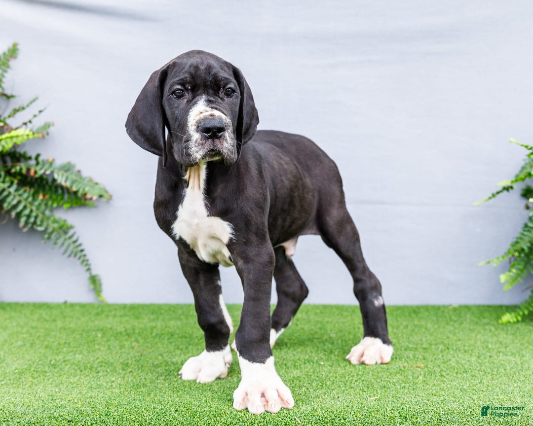 Great Dane dogs for sale: Trever - Image 9