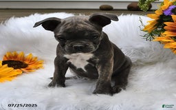 Frenchton dogs for sale: Twinkleberry - Image 14