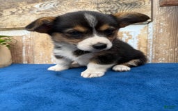 Welsh Corgi Pembroke dogs for sale: Clara - Image 3
