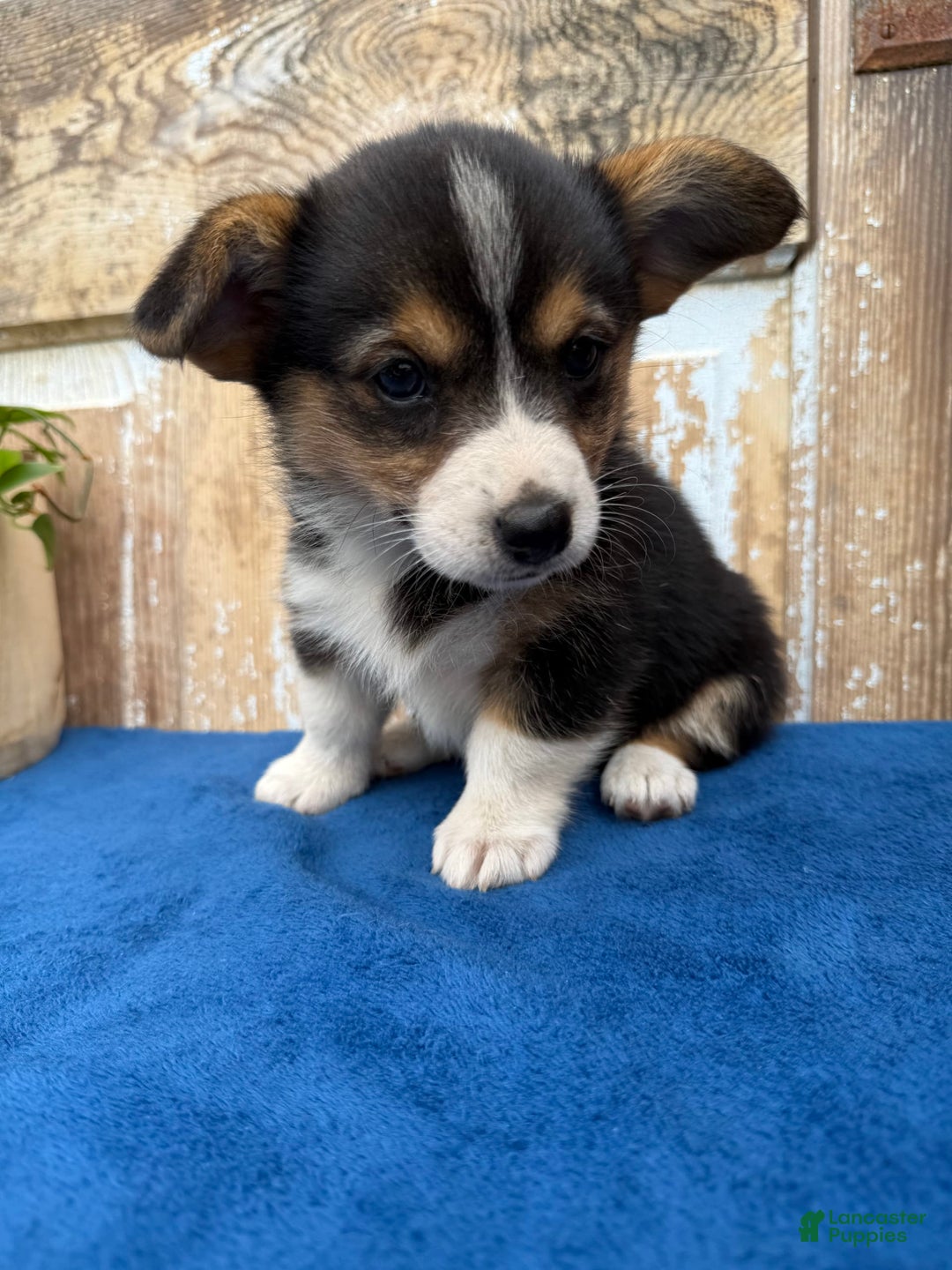 Welsh Corgi Pembroke dogs for sale: Clara - Image 3