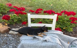 Chihuahua dogs for sale: Sprinkles - Image 4