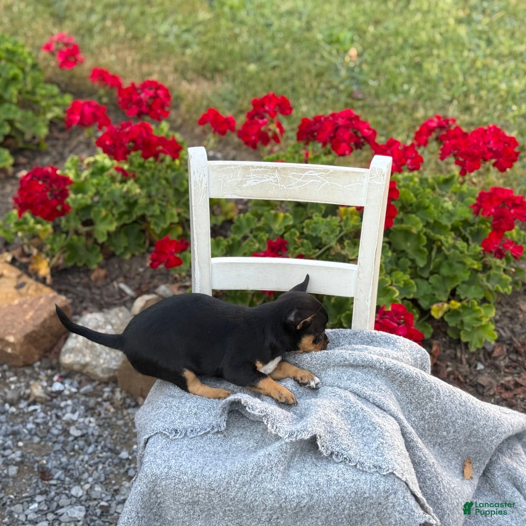 Chihuahua dogs for sale: Sprinkles - Image 4