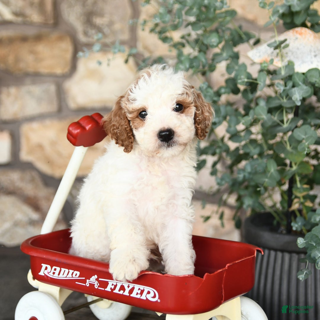 Mini Goldendoodle dogs for sale: Cupcake - Image 5