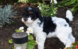 Miniature Poodle dogs for sale: Amos - Image 18