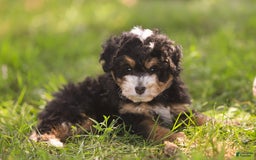 Mini Bernedoodle dogs for sale: Macy - Image 4