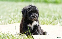 Portuguese Water Dog dogs for sale: Boots - Image 17