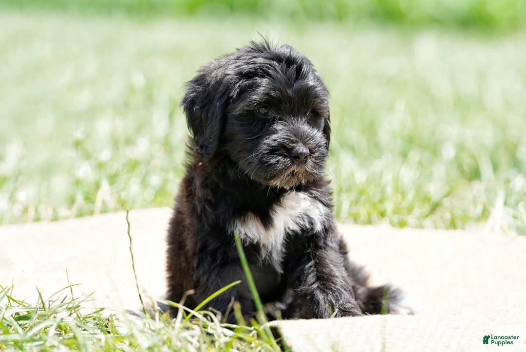 Portuguese Water Dog dogs for sale: Boots - Image 17
