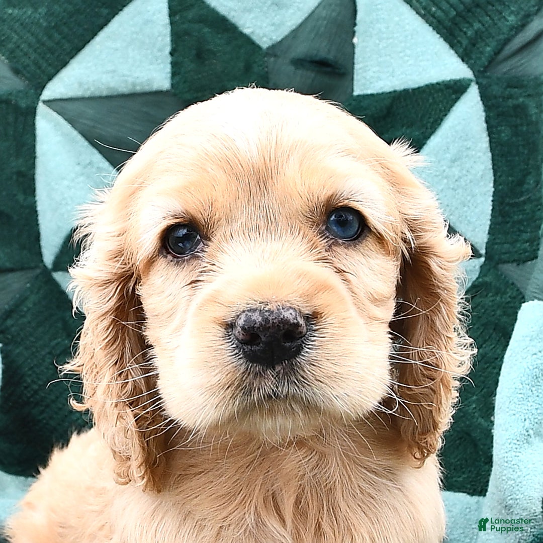 Cocker Spaniel dogs for sale: Kendal - Image 3