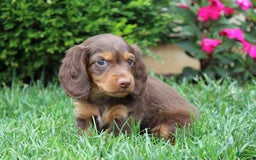Dachshund dogs for sale: Princess - Image 1