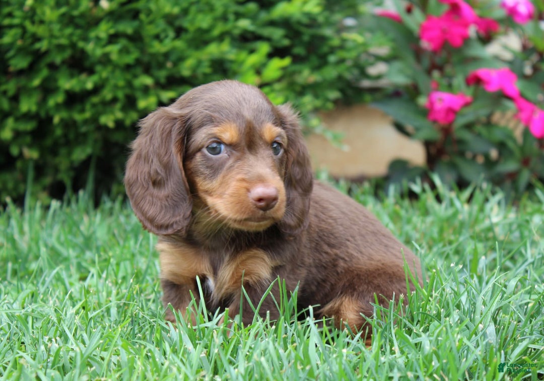 Dachshund dogs for sale: Princess - Image 1