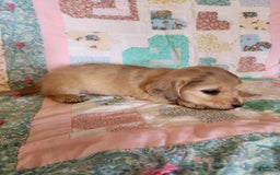 Miniature Dachshund dogs for sale: Chase - Image 4