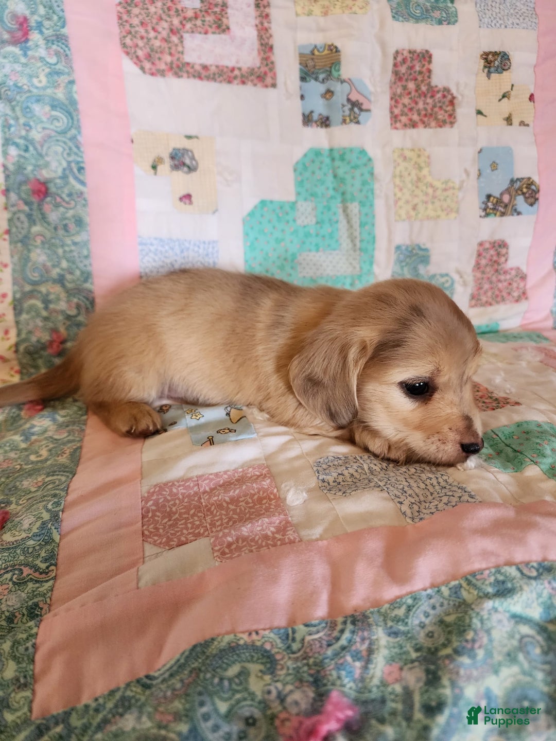 Miniature Dachshund dogs for sale: Chase - Image 4