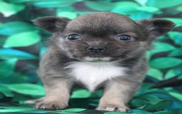 Chihuahua dogs for sale: Dash - Image 7