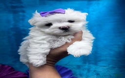 Maltese dogs for sale: AKC purple bow - Image 3