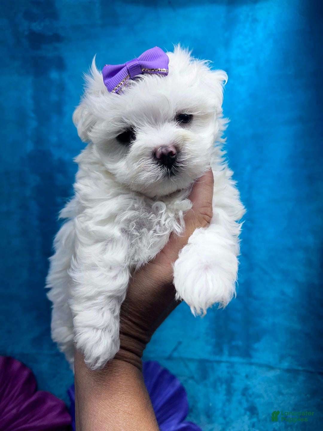 Maltese dogs for sale: AKC purple bow - Image 3