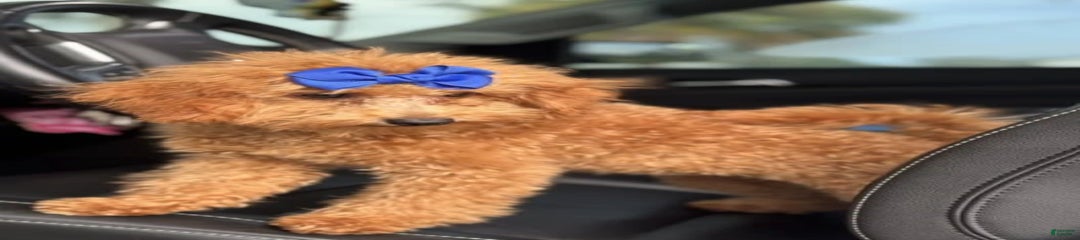 Ami