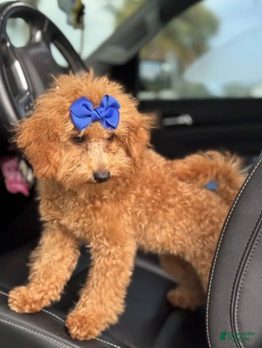 Mini Goldendoodle dogs for sale: Ami - Image 1