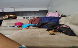 Doberman Pinscher dogs for sale: Fierren - Image 7